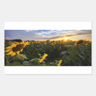 Sticker Rectangulaire Champ de tournesols en fleurs