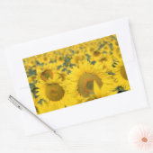 Sticker Rectangulaire Champ jaune de tournesols photo (Enveloppe)