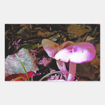 Champignons roses