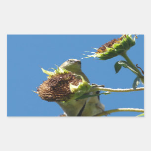 Sticker Rectangulaire Chardonneret