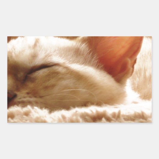 Sticker Rectangulaire Chat couché (Devant)