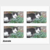Sticker Rectangulaire Chat noir et blanc dans la verdure (Feuille)