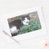 Sticker Rectangulaire Chat noir et blanc dans la verdure (Enveloppe)
