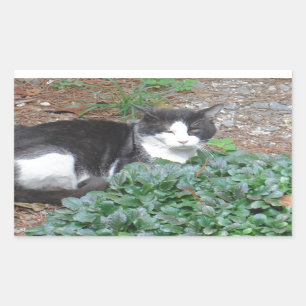 Sticker Rectangulaire Chat noir et blanc dans la verdure