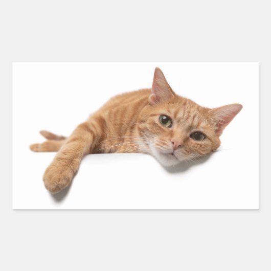 Sticker Rectangulaire Chat Orange Posé En Bas (Devant)