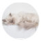 Chat perse