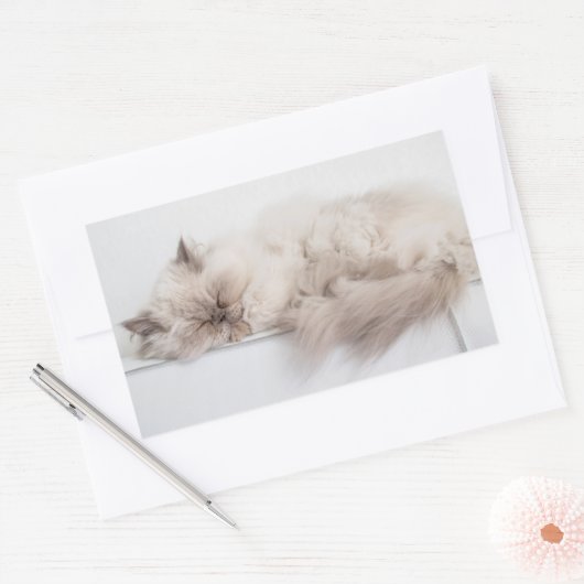 Sticker Rectangulaire Chat perse (Enveloppe)