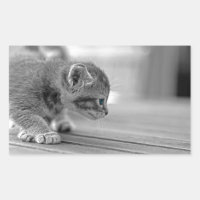 Chaton de acroupissement