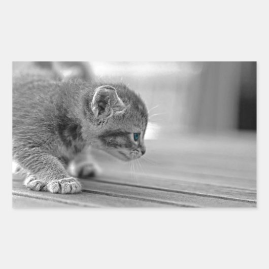 Sticker Rectangulaire Chaton de acroupissement (Devant)