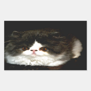 Sticker Rectangulaire Chaton noir et blanc
