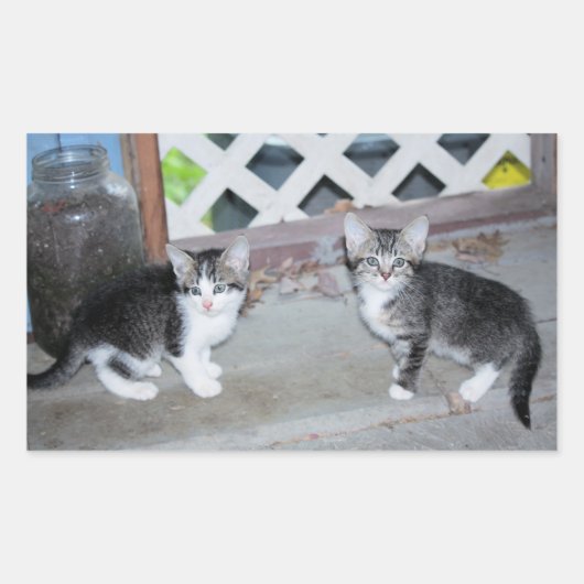 Sticker Rectangulaire Chatons (Devant)