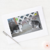 Sticker Rectangulaire Chatons (Enveloppe)