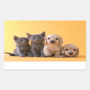 Sticker Rectangulaire Chatons et chiots bleus russes de teckel