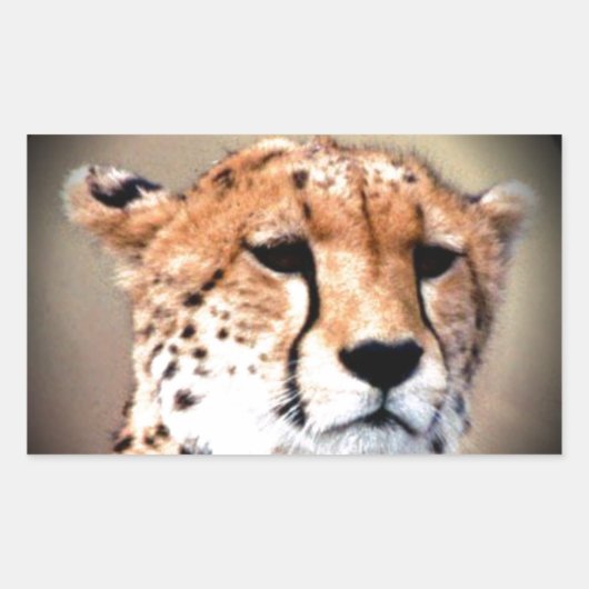 Sticker Rectangulaire Cheetah Portrait par Pleine lune : La grâce de la  (Devant)