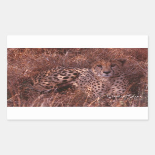 Sticker Rectangulaire Cheetah Stare