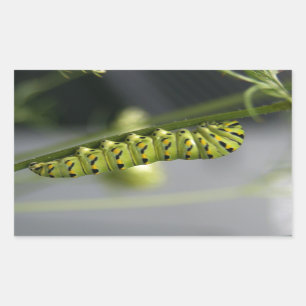 Sticker Rectangulaire Chenille noire de machaon (parsleyworm) sur dilué