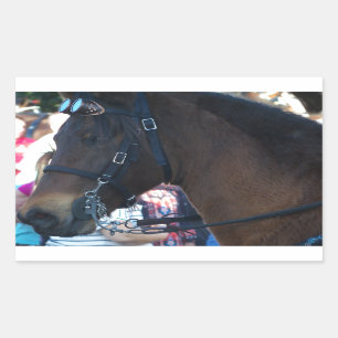 Sticker Rectangulaire Cheval arabe Brown foncé portant des lunettes