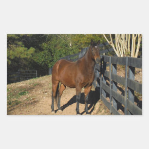 Sticker Rectangulaire Cheval brun contre une clôture