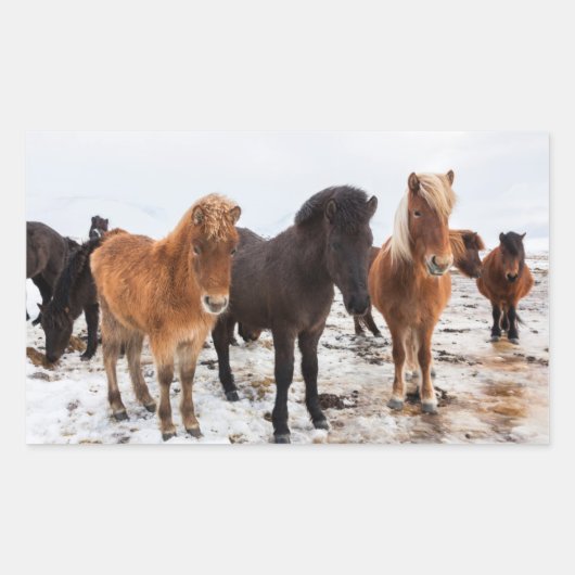 Sticker Rectangulaire Cheval islandais en hiver en Islande (Devant)