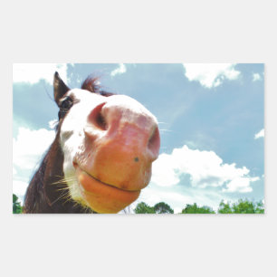 Sticker Rectangulaire Cheval souriant