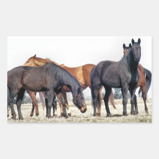 STICKER RECTANGULAIRE CHEVAUX (Devant)