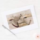 Sticker Rectangulaire Chèvres en train de se battre (Enveloppe)