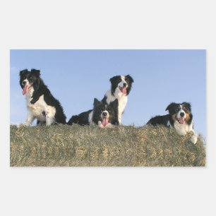 Sticker Rectangulaire Chien de berger border collie noir et blanc mignon