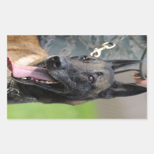 Sticker Rectangulaire Chien de sourire de Malinois de Belge