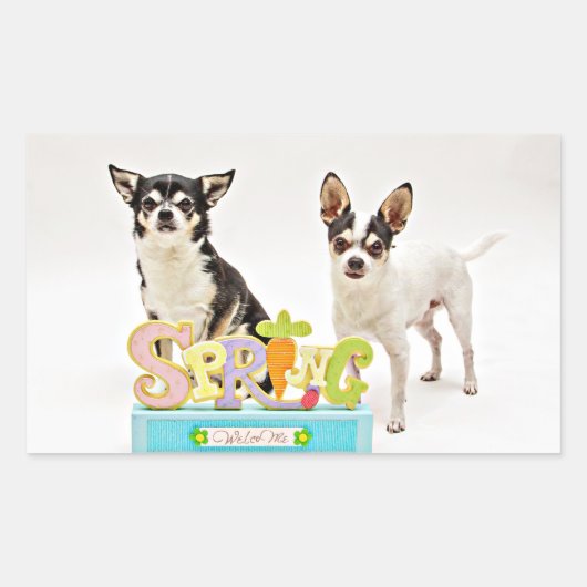 Sticker Rectangulaire Chihuahua du printemps (Devant)