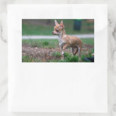 Sticker Rectangulaire Chihuahua Puppy (Sac)