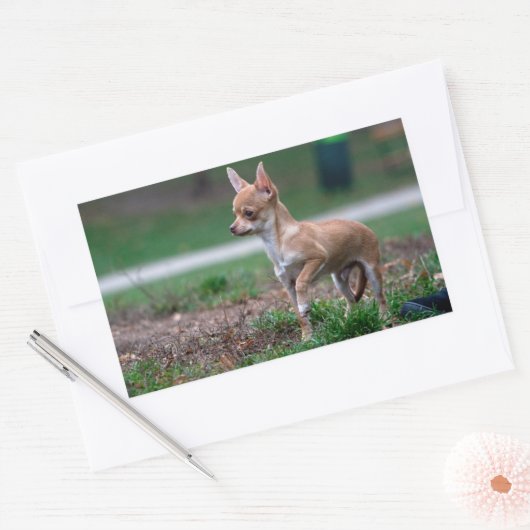 Sticker Rectangulaire Chihuahua Puppy (Enveloppe)