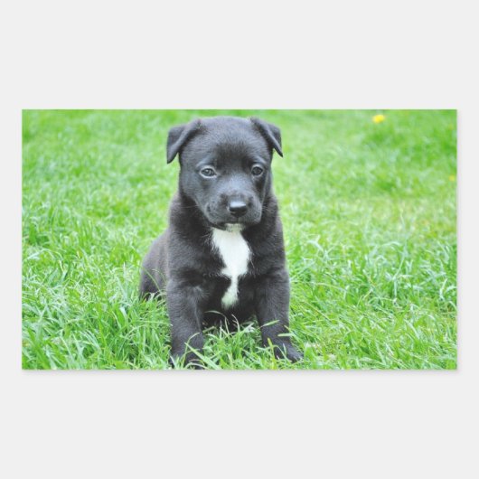 Sticker Rectangulaire Chiot (Devant)
