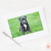 Sticker Rectangulaire Chiot (Enveloppe)