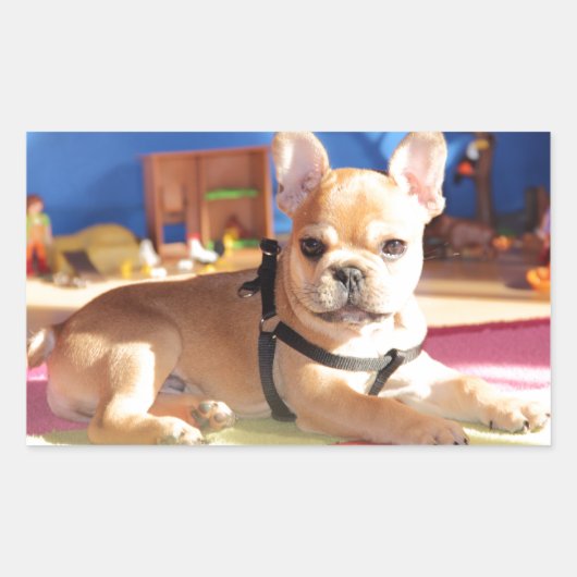 Sticker Rectangulaire Chiot Bouledogue Français French Bulldog (Devant)