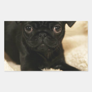 Sticker Rectangulaire Chiot de Carlin noir