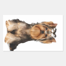 Chiot du Yorkshire Terrier