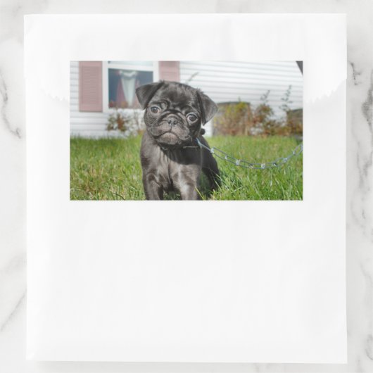 Sticker Rectangulaire Chiot en Carlin noir (Sac)