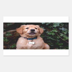 Sticker Rectangulaire Chiot Golden Retriever