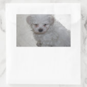 Sticker Rectangulaire Chiot Maltais (9 Mois) (Sac)