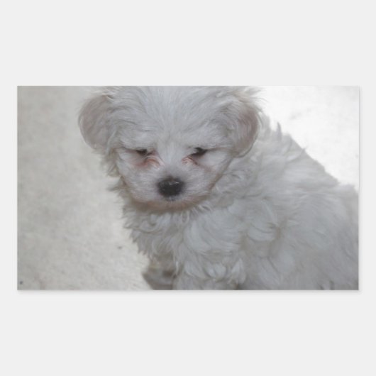 Sticker Rectangulaire Chiot Maltais (9 Mois) (Devant)