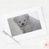 Sticker Rectangulaire Chiot Maltais (9 Mois) (Enveloppe)