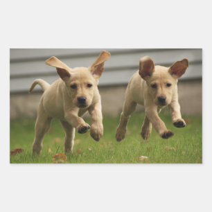 Sticker Rectangulaire Chiots jaunes du Labrador qui courent