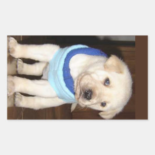 Sticker Rectangulaire Chiots Labrador jaune avec un foulard bleu