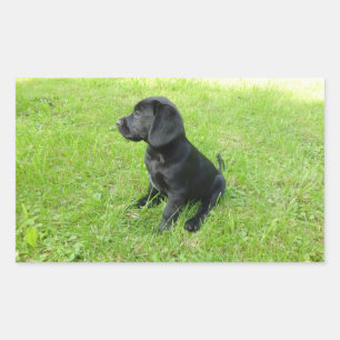 Sticker Rectangulaire Chiots Labrador Retriever Noir