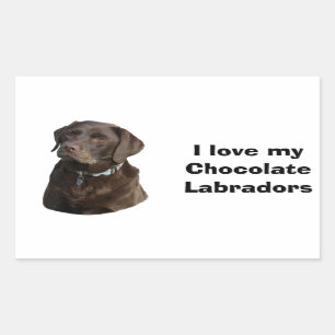 Sticker Rectangulaire Chocolate Labrador dog photo
