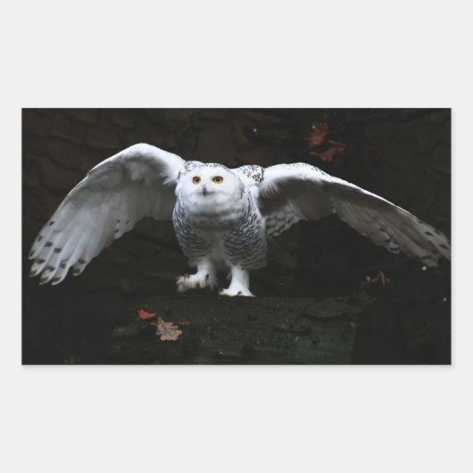 Sticker Rectangulaire Chouette à neige avec ailes ouvertes stcn (Devant)