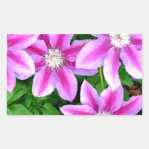 Sticker Rectangulaire Clematis rose et Oregano sauvage