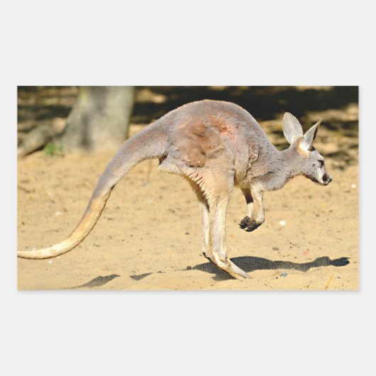 Sticker Rectangulaire Closeup kangourou marche carte postale (Devant)