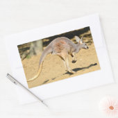Sticker Rectangulaire Closeup kangourou marche carte postale (Enveloppe)