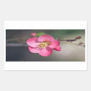Sticker Rectangulaire Coingot de Fleur de Poirier Parfait Rose